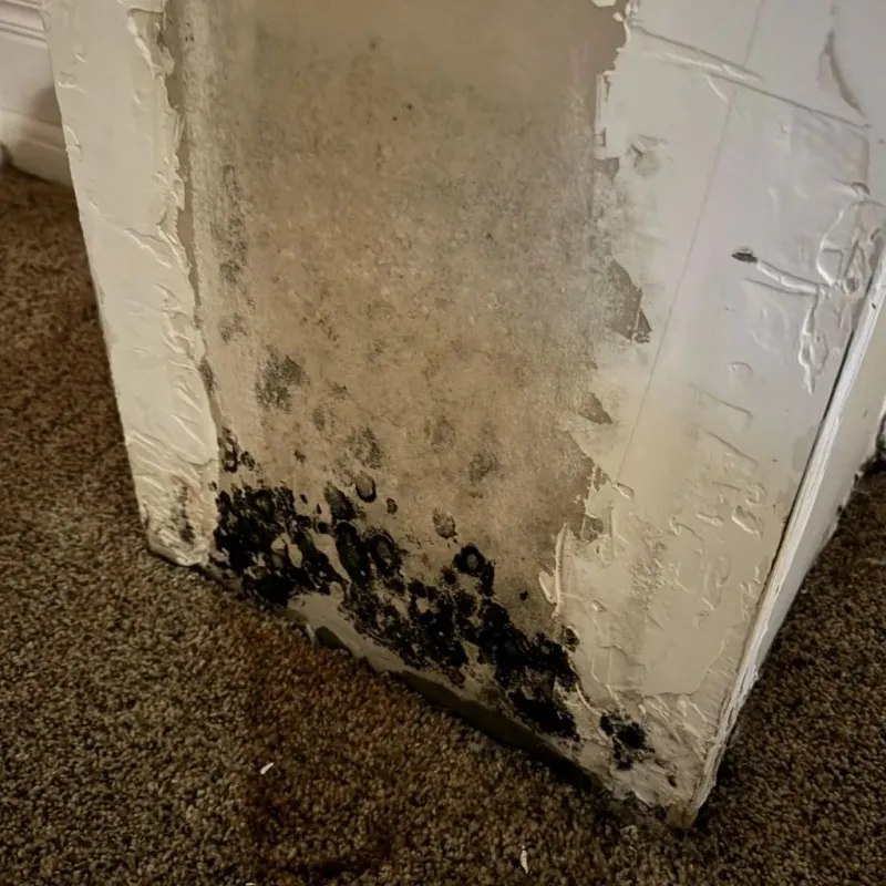 Professional Mold Removal in Marin City, CA